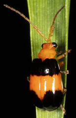 Aulacophora quadripartita