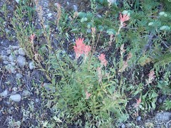 Castilleja miniata miniata