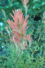 Castilleja miniata miniata