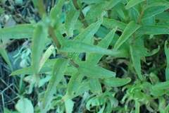 Castilleja miniata miniata
