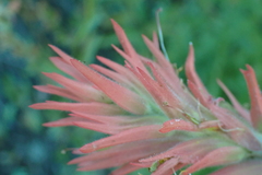 Castilleja miniata miniata