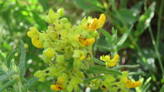 Calceolaria teucrioides