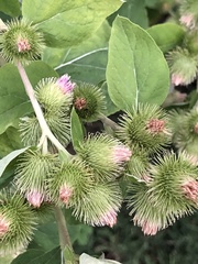 Arctium