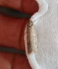 Acantholena siccella