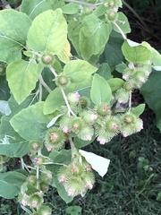 Arctium