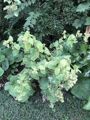 Arctium