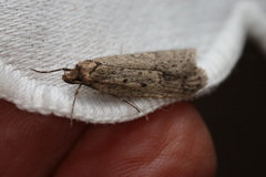 Acantholena siccella