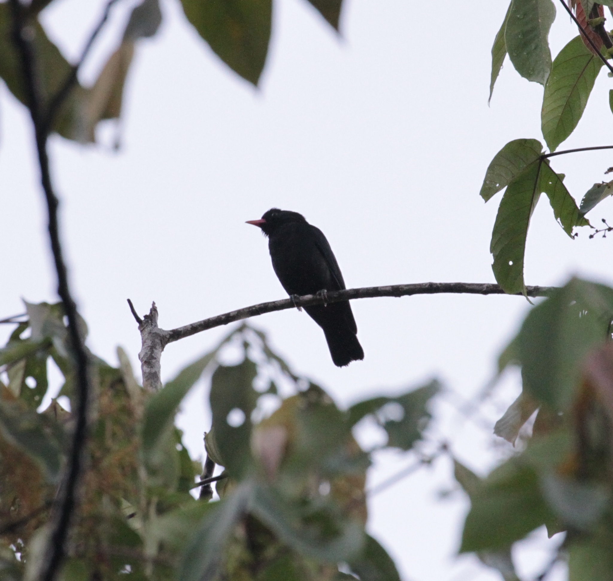 Black Oriole (Oriolus hosii), photo 1