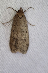 Acantholena siccella
