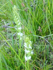 Spiranthes × stellata
