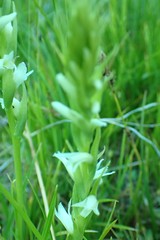 Spiranthes × stellata