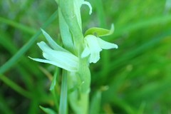 Spiranthes × stellata