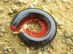 Orthoporoides