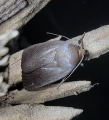 Amphipyra livida