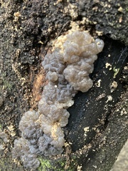 Exidia novozealandica