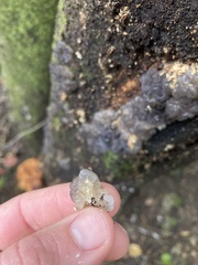 Exidia novozealandica