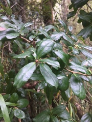 Archidasyphyllum diacanthoides