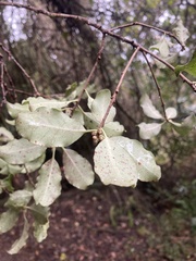 Exidia novozealandica