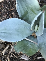 Agave asperrima