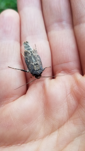 Ipsilon Dart Moth photo 5