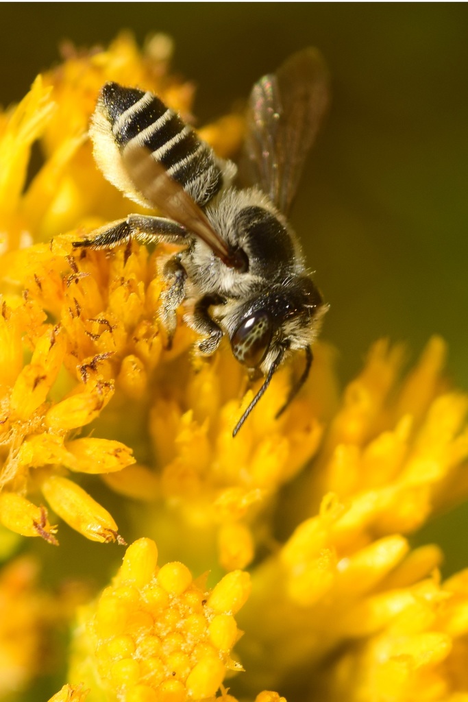 Megachile onobrychidis