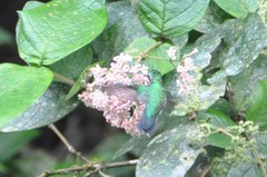 Chlorostilbon assimilis