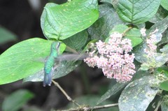 Chlorostilbon assimilis