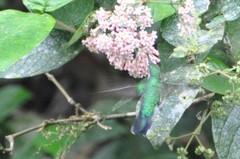 Chlorostilbon assimilis