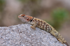 Sceloporus bimaculosus