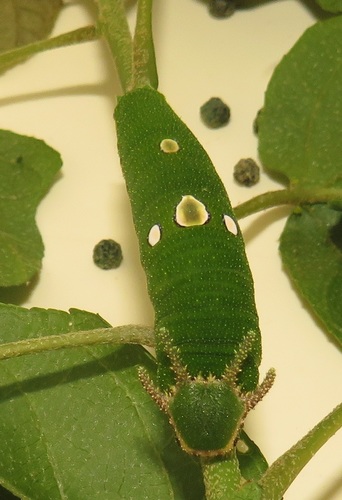 Green-veined Emperor