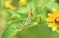 Schistocerca piceifrons