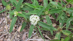 Spermacoce densiflora