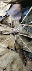 Bidentolophus bidens