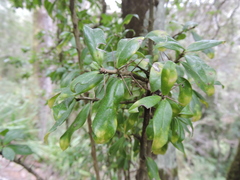 Archidasyphyllum diacanthoides