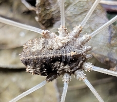 Bidentolophus bidens