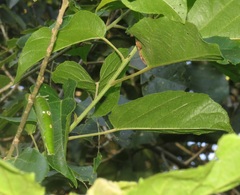 Charaxes candiope