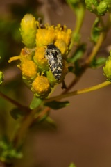 Acmaeodera bacchariphaga