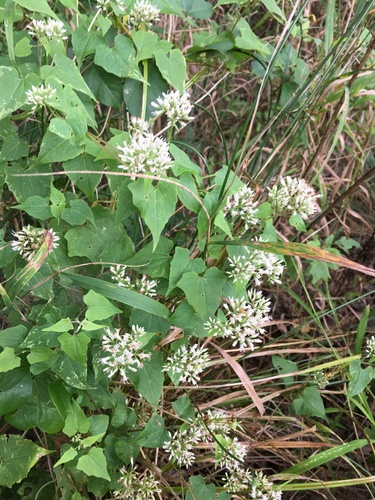 Climbing hempvine (Mikania scandens)