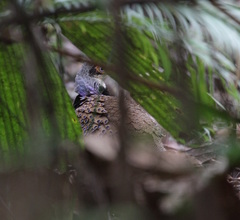 Polyplectron schleiermacheri