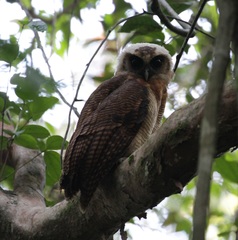 Strix leptogrammica