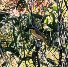Ptilotula keartlandi