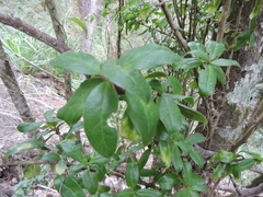 Archidasyphyllum diacanthoides