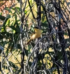 Ptilotula keartlandi