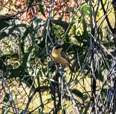 Ptilotula keartlandi