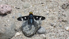 Hyperalonia morio morio