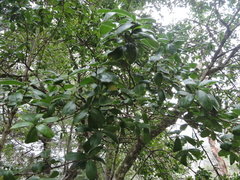 Archidasyphyllum diacanthoides