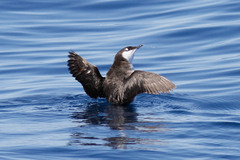 Synthliboramphus scrippsi