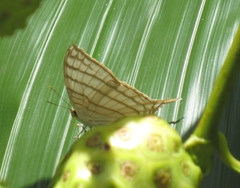 Marpesia harmonia