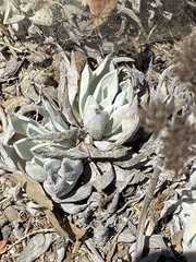 Dudleya traskiae