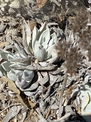 Dudleya traskiae